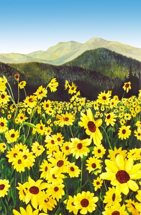 yellow-flower-field